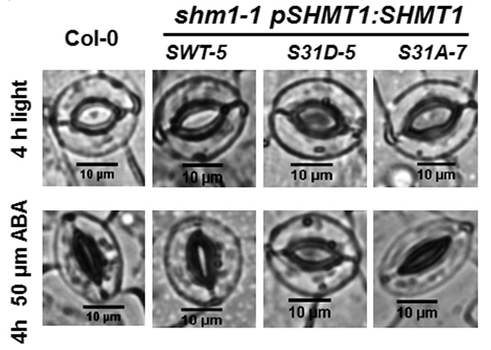 MetaboActions : Signaling